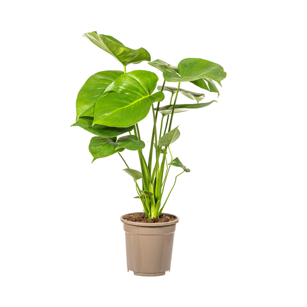 Monstera Deliciosa Tauerii - ↕60cm - Ø17cm