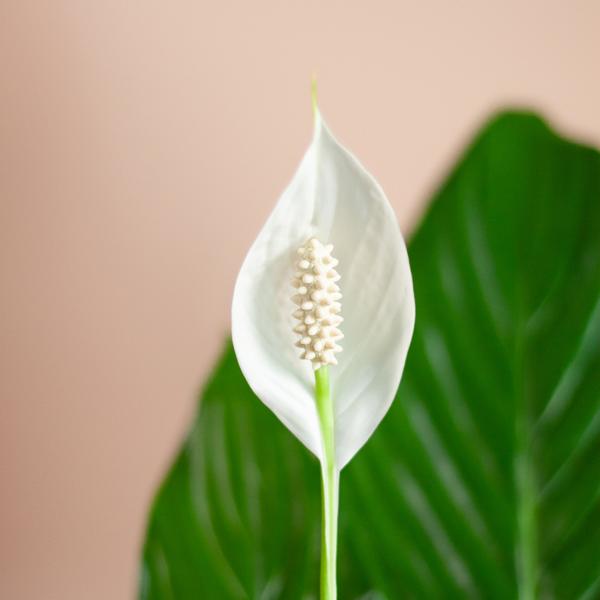 Spathiphyllum met Mand Lissabon wit - ↕80cm - Ø21cm