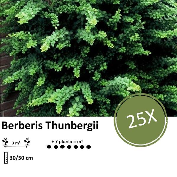 Berberis thunbergii -  ↕30-50cm - blote wortel - 25x