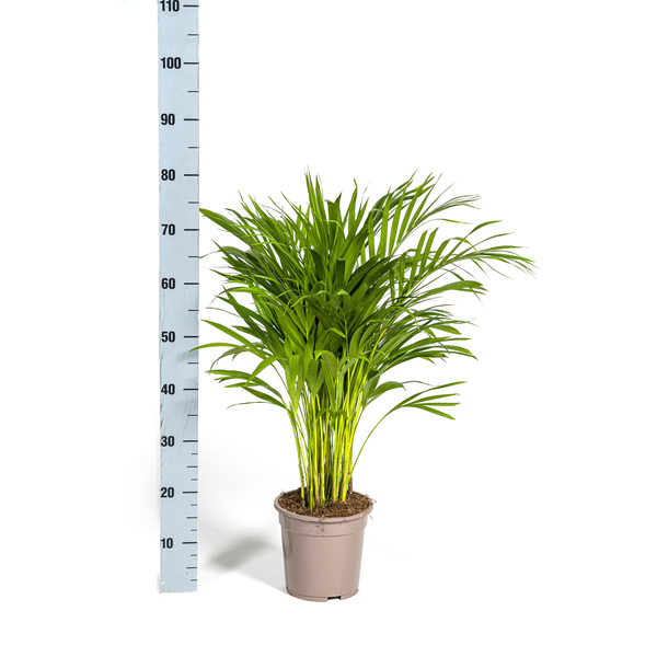 Dypsis Areca Lutescens Ø19cm - ↕90cm