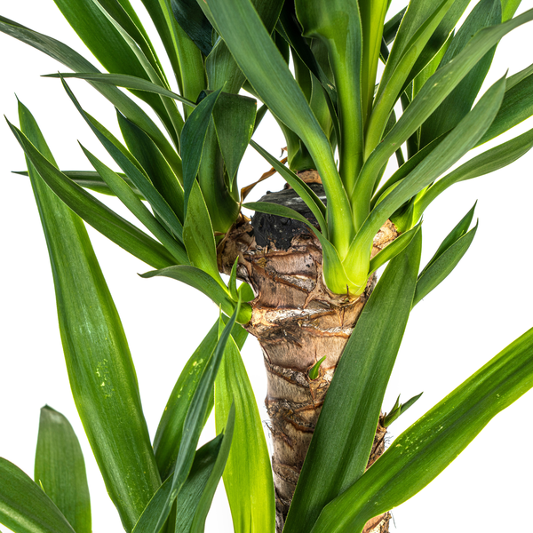 Yucca Elephantipes ↕80cm - Ø19cm