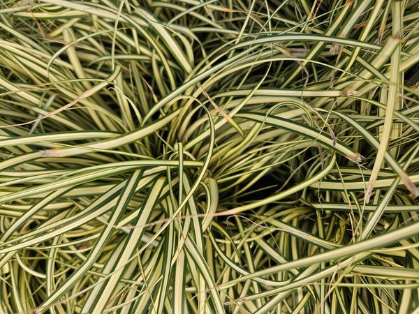 Carex oshim. 'Evergold'  - ↕10-25cm - Ø9cm - 20x