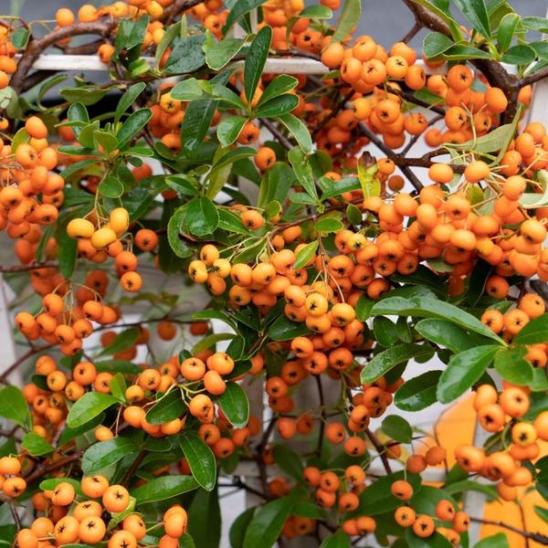 Pyracantha coccinea Orange Star | 12 cm Ø | 60 cm ↕