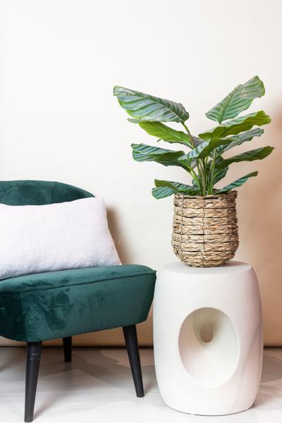 Kunstplant - Calathea Orbifolia - Schaduwplant - 60 cm