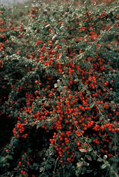 Cotoneaster suec. 'Coral Beauty' - ↕10-25cm - Ø9cm - 20x