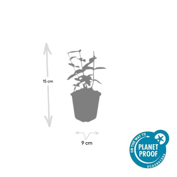 Hypericum inodorum 'Annebel' - ↕10-25cm - Ø9cm - 40x