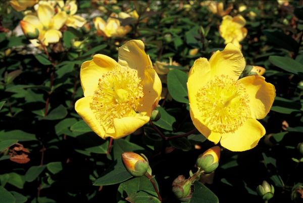 Hypericum dummeri 'Peter Dummer' - ↕10-25cm - Ø9cm - 40x