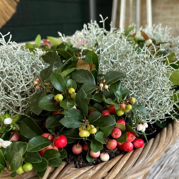 Winterwonderland mix set - 3 x Gaultheria + 3x Calocephalus - Ø 10 cm ↨ 15 cm