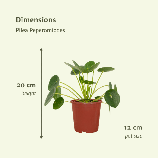 2x Pilea Peperomiodes - Pannekoekplant - 20cm - ø12