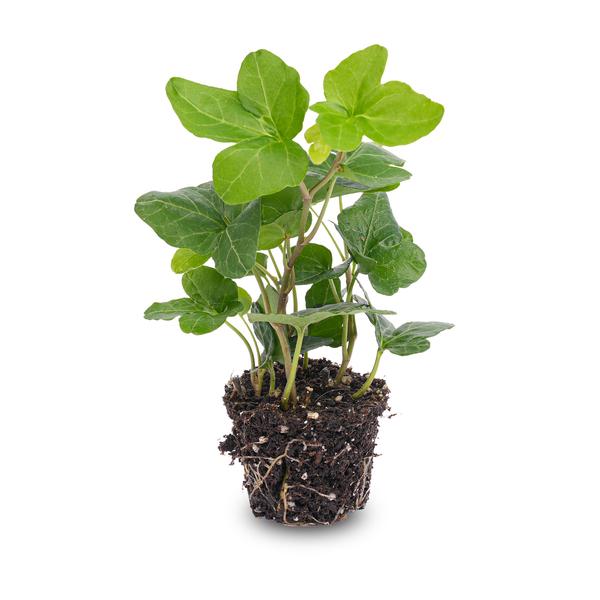 Hedera helix - Ø6 cm - Houseplant & Terrarium plant