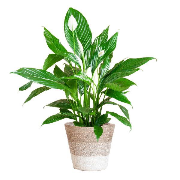 Spathiphyllum met Mand Lissabon wit - ↕80cm - Ø21cm