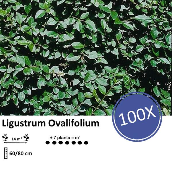 Ligustrum Ovalifolium - Blote wortel - 60/80 - 100x