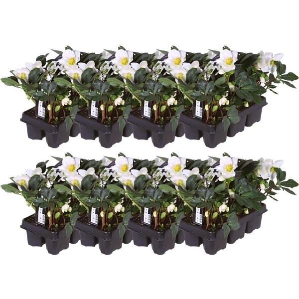 Set van 48 kerstroos planten | 48x Helleborus niger 'Christmas Carol' | Ø7cm  | ↕20cm