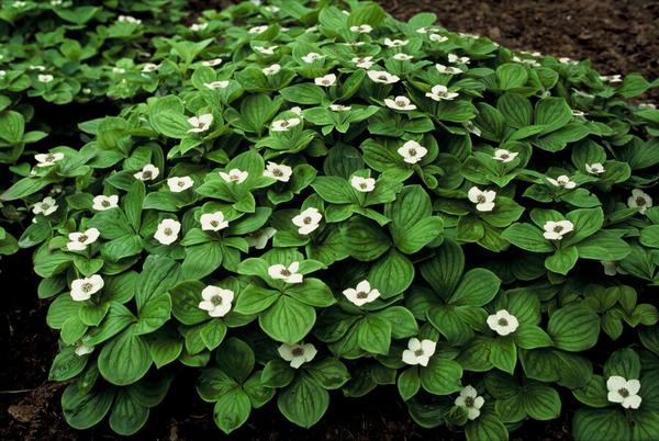 Cornus canadensis - ↕10-25cm - Ø9cm - 40x