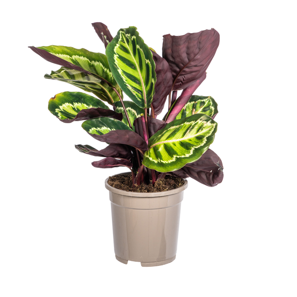 Calathea Roseopicta Ø17cm - ↕45cm