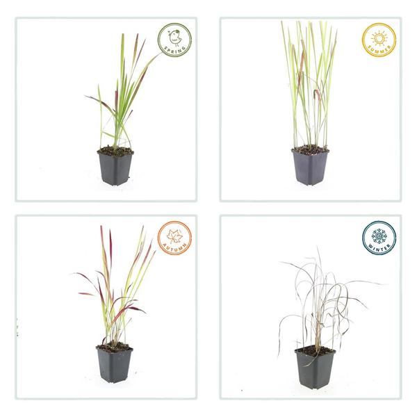 Imperata cylindrica 'Red Baron' - ↕10-25cm - Ø9cm - 6x