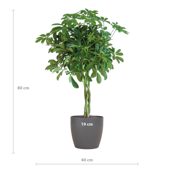 Schefflera Arab Nora met plantenpot Viber grijs - ↕70cm - Ø21