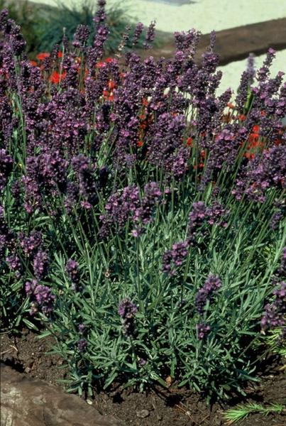 Lavandula Angustifolia 'Munstead' - ↕10-25cm - Ø9cm - 12x