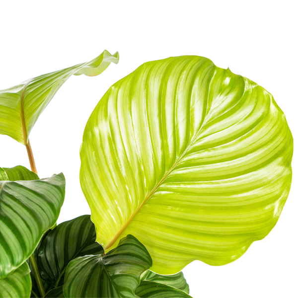 Calathea Orbifolia - ↕45cm - Ø17cm