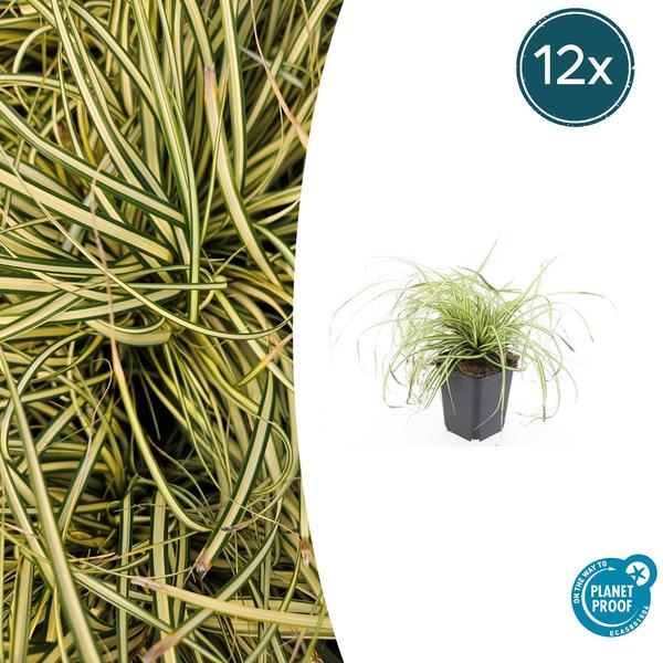 Carex oshim. 'Evergold'  - ↕10-25cm - Ø9cm - 12x