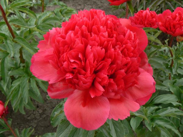 Pioenrozen - Paeonia 'Many Happy Return' - 2x