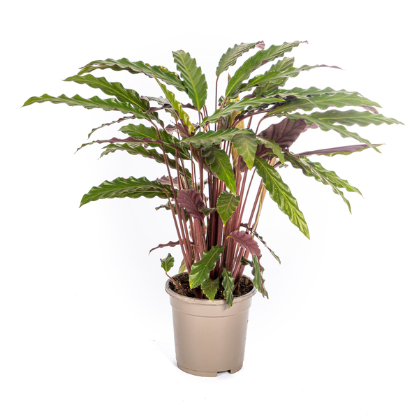 Calathea Rufibarba - ↕45cm - Ø17cm