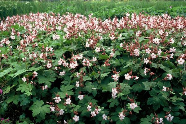 Geranium macr. 'Spessart' - ↕10-25cm - Ø9cm - 6x