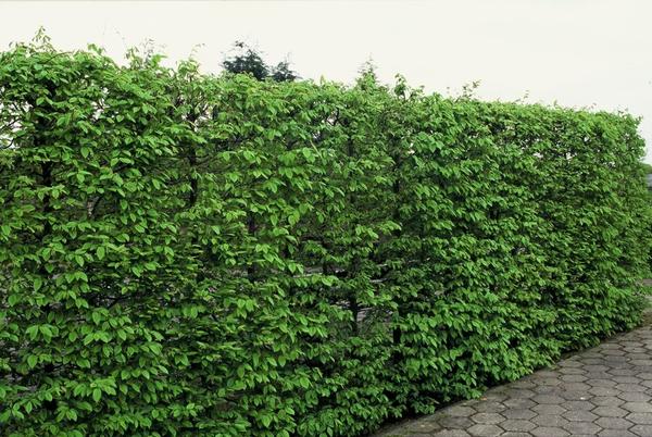 Carpinus Betulus - blote wortel - 40/60 - 75x