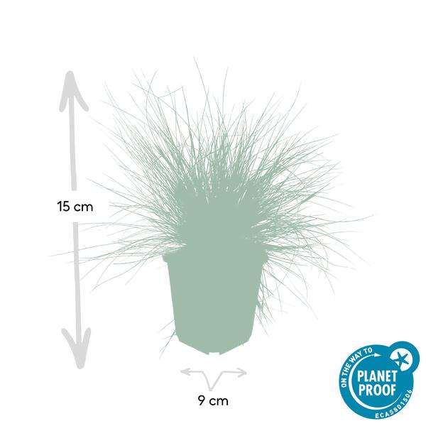 Festuca glauca 'Elijah Bleu' - ↕10-25cm - Ø9cm  - 6x