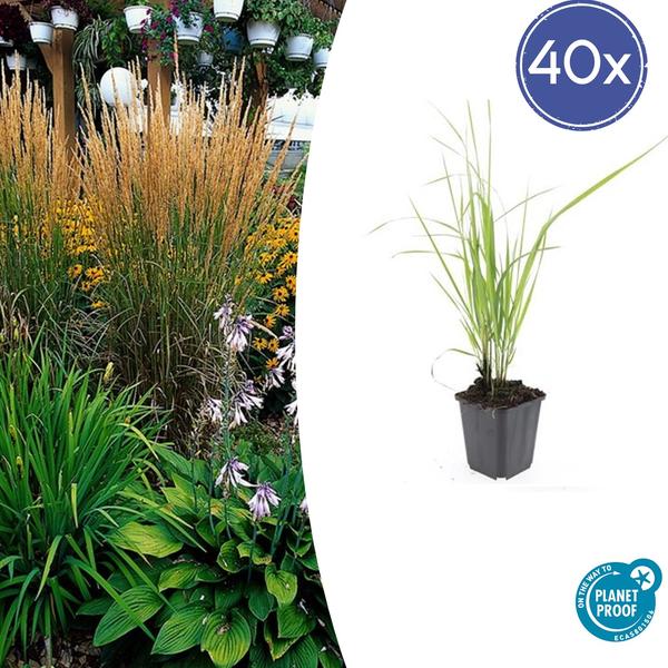 Calamagrostis acut. 'Karl Foerster'  - ↕10-25cm - Ø9cm - 40x