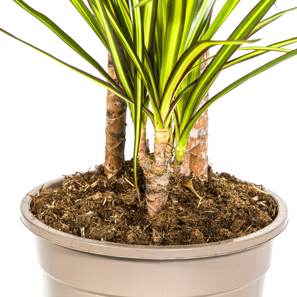 Dracaena Marginata Sunray Ø21cm - ↕100-110cm