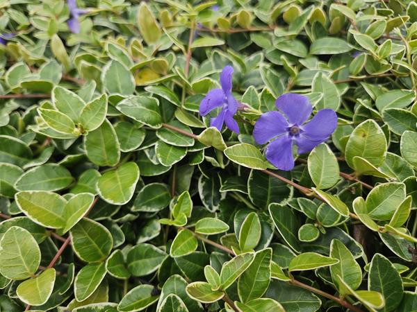 Vinca minor 'Argenteovariegata' - ↕10-25cm - Ø9cm - 40x