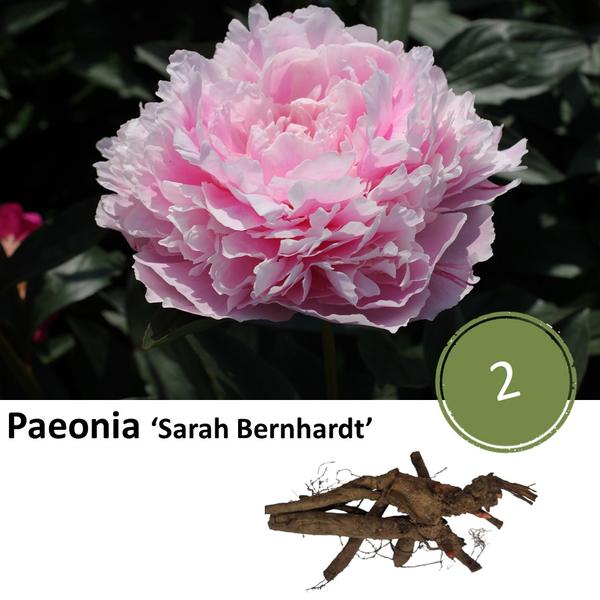 Pioenrozen - Paeonia ‘Sarah Bernhardt’  - 2x