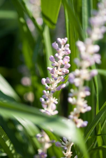 Liriope muscari 'Monroe White' - ↕10-25cm - Ø9cm - 40x