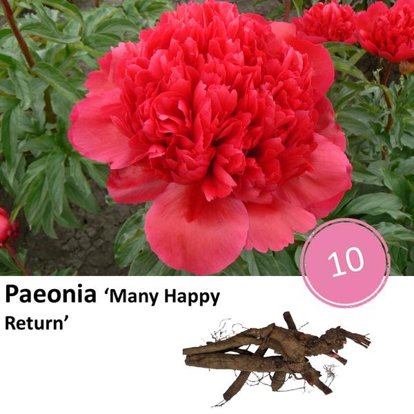 Pioenrozen - Paeonia 'Many Happy Return' - 10x