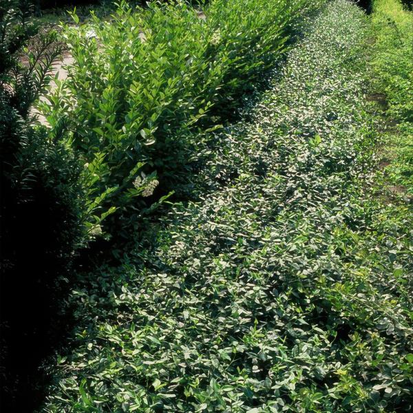 Euonymus fortunei radicans - ↕25cm - Ø9cm - 6x