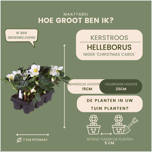 Set van 24 kerstroos planten | 24x Helleborus niger 'Christmas Carol' | Ø7cm  | ↕20cm