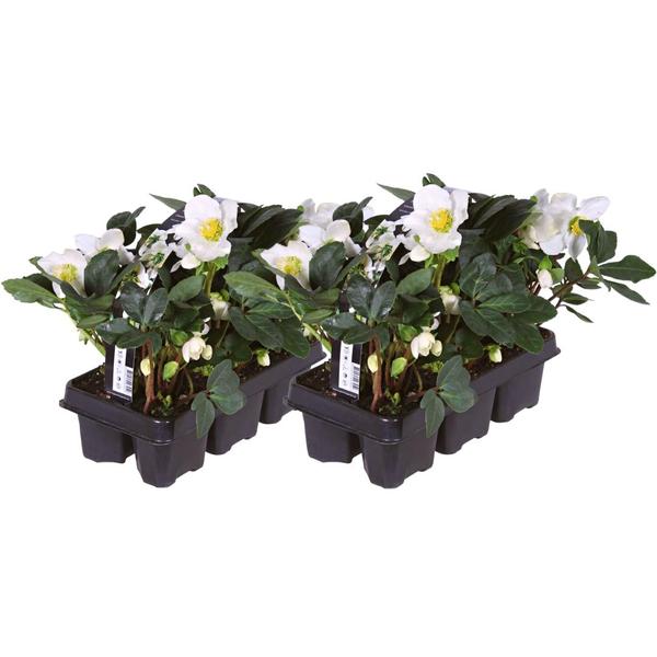 Set van 12 kerstroos planten | 12x Helleborus niger 'Christmas Carol'