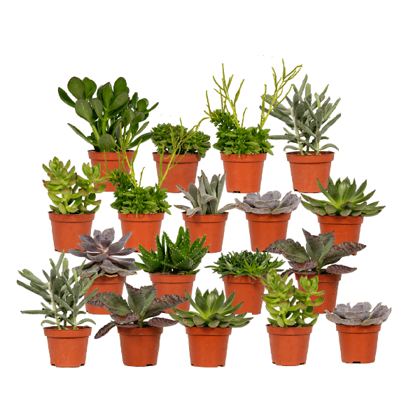 Vetplanten Mix - 18 stuks - 10 cm - Ø8,5