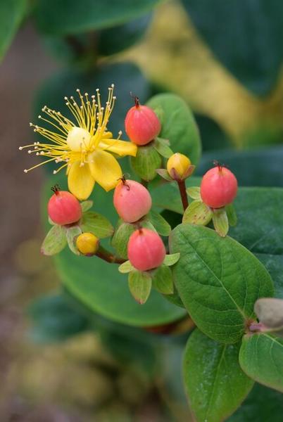 Hypericum inodorum 'Annebel' - ↕10-25cm - Ø9cm - 40x