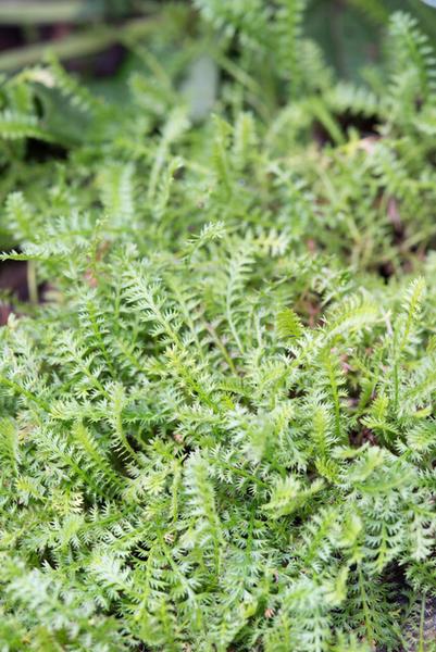 Leptinella squalida - ↕10-25cm - Ø9cm - 12x