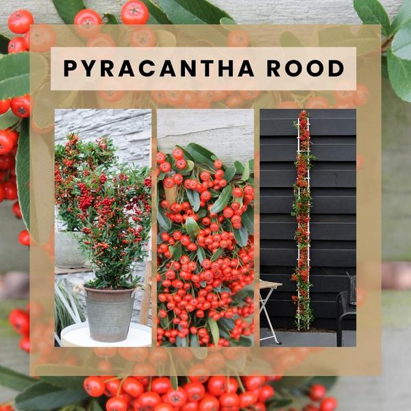 2 x Pyracantha coccinea Red Star | 12 cm Ø | 60 cm ↕