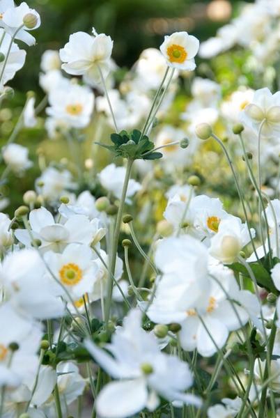 Anemone hyb. 'Honorine Jobert' - ↕10-25cm - Ø9cm - 12x