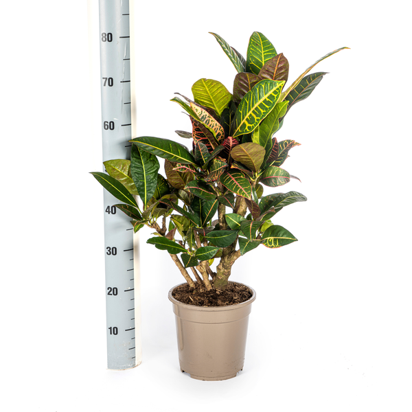 Codiaeum 'Croton' Petra Ø21cm - ↕70-80cm