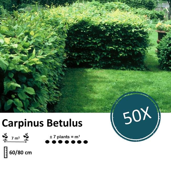 Carpinus Betulus - blote wortel - 60/80 - 50x