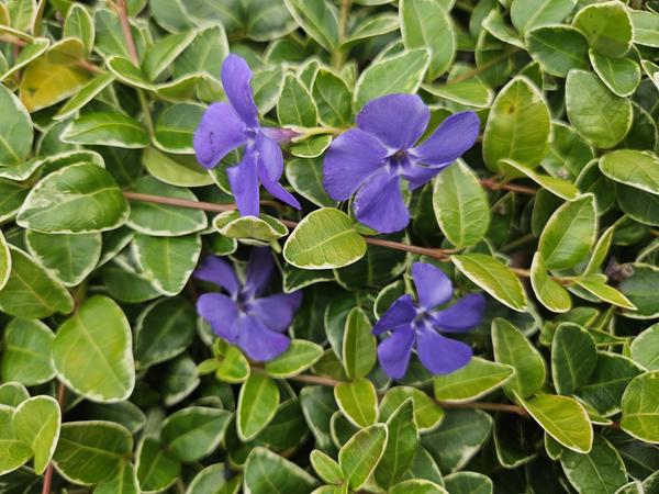 Vinca minor 'Argenteovariegata' - ↕10-25cm - Ø9cm - 20x