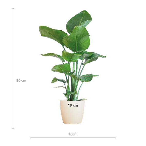 Strelitzia Nicolai met Viber pot wit - ↕80cm - Ø21cm