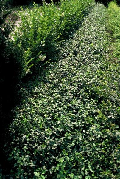 Euonymus fort. 'Dart's Blanket' - ↕10-25cm - Ø9cm - 20x