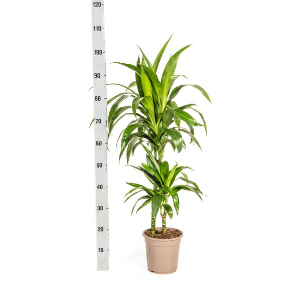 Dracaena Deremensis Lisa Ø19cm - ↕80cm