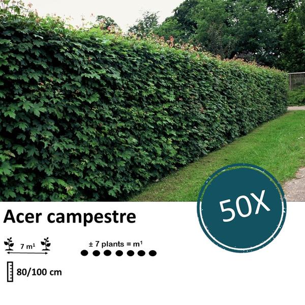 Acer campestre  - blote wortel - 80/100 - 50x